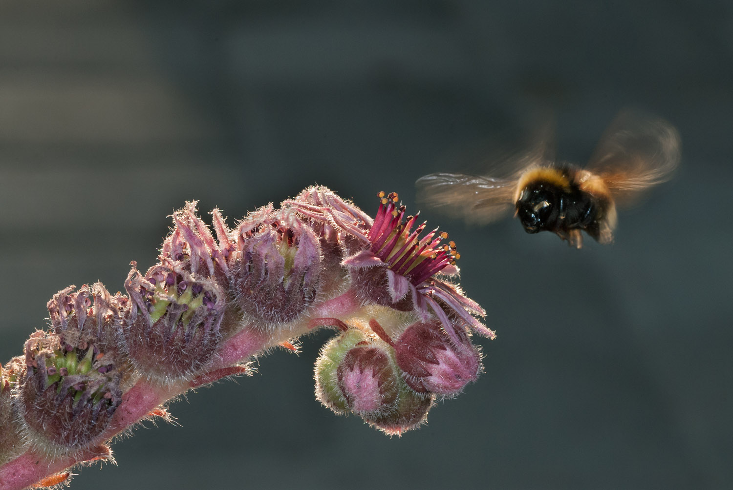 Bumblebee in flight towards an Houseleek