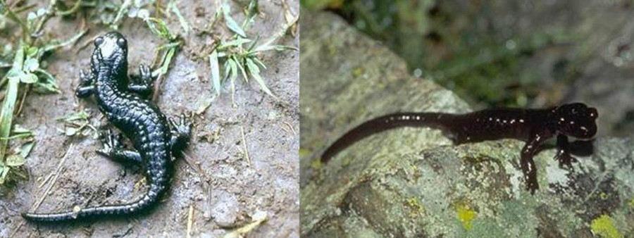 Salamandra Lanzai02jpg