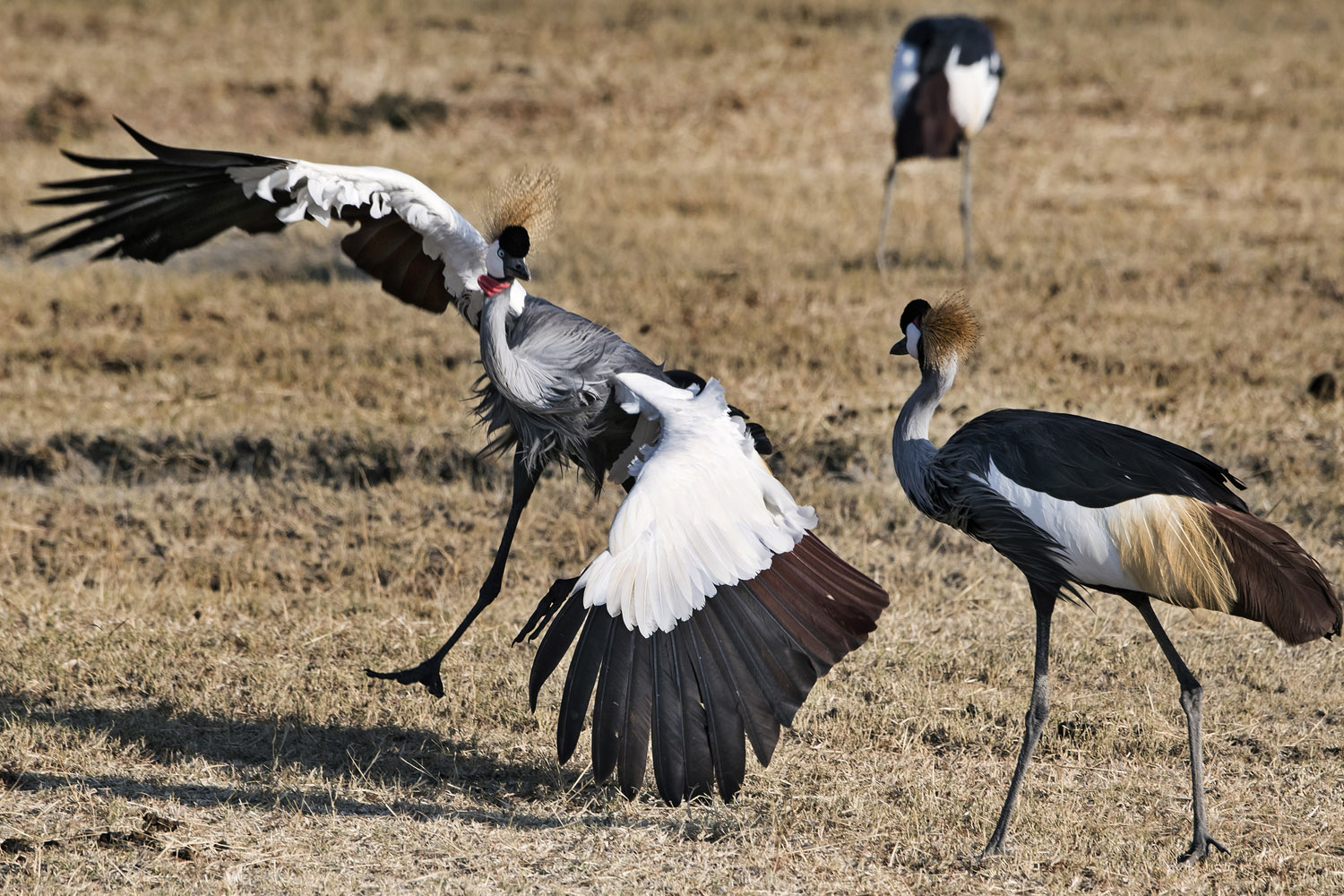 East African Crowned Cranes courtship, Serengeti NP