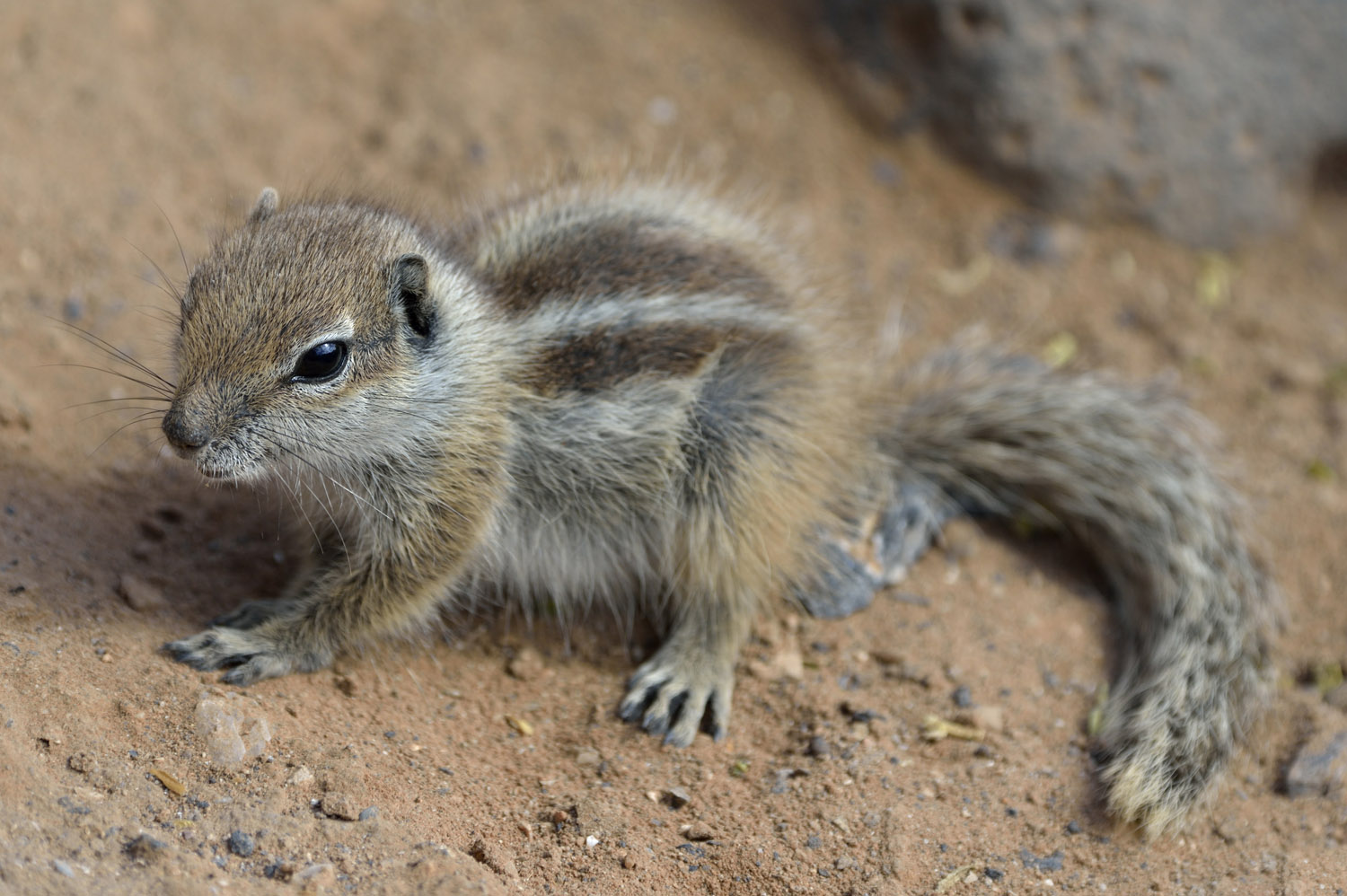Barbary Ground Squirrel, Fuerteventura