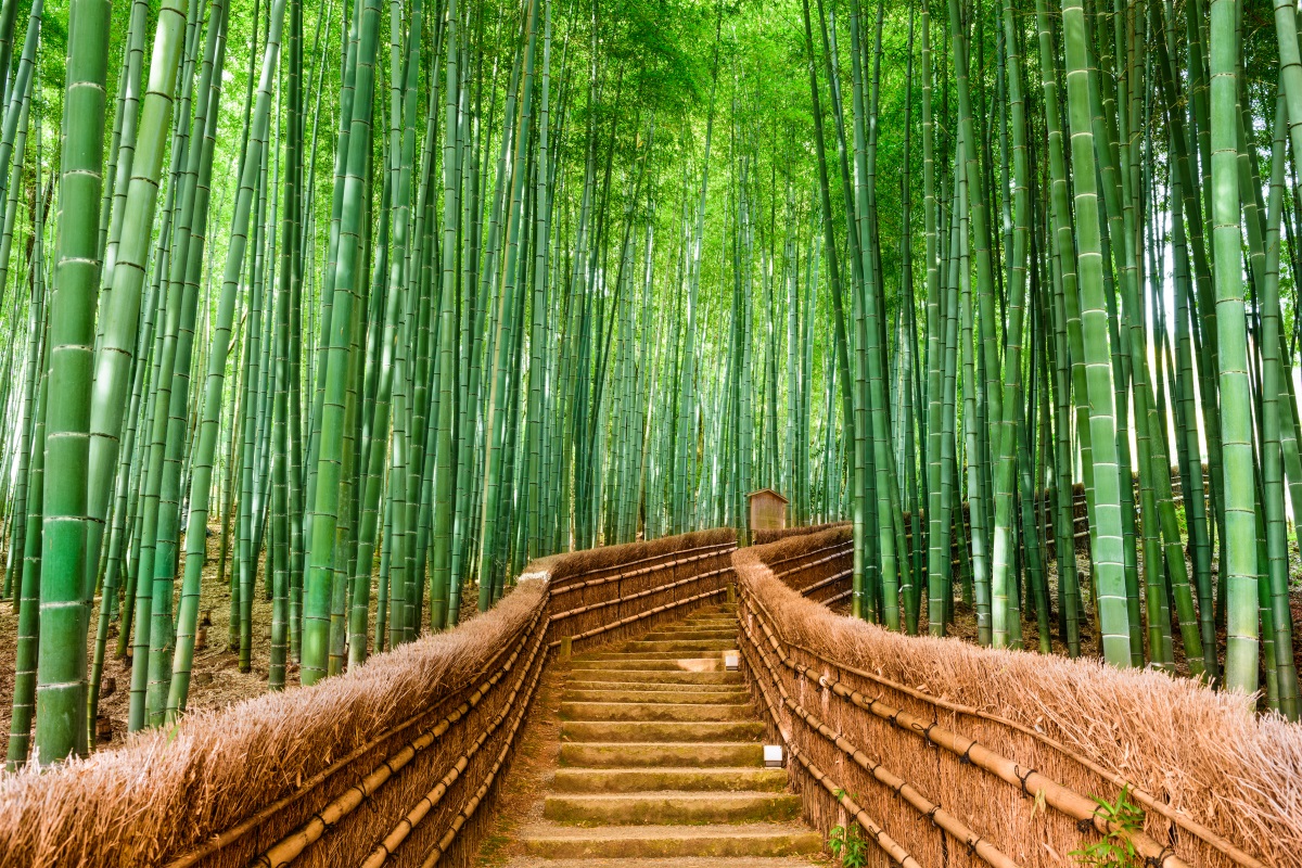 La favola Giapponese del bambù che devi leggere quando le cose non vanno come vuoi