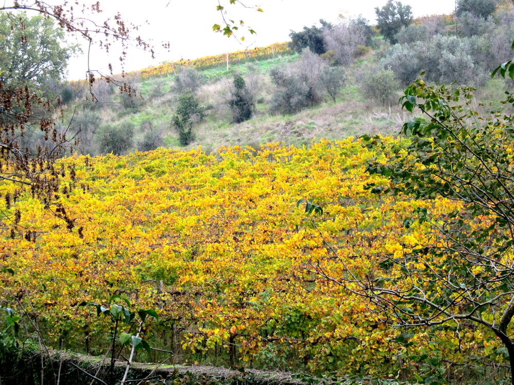 frascati-vineyardspng