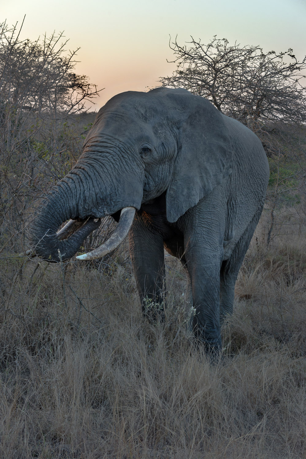 African elephant, Kruger NP