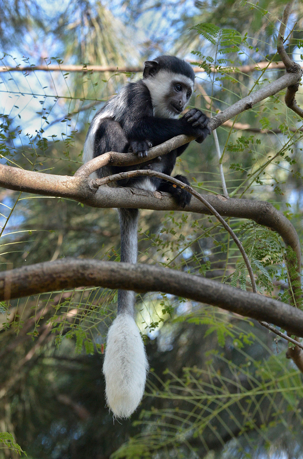 juvenile Abyssinian black-and-white Colobus-monkey, lago Awasa, lake Awasa