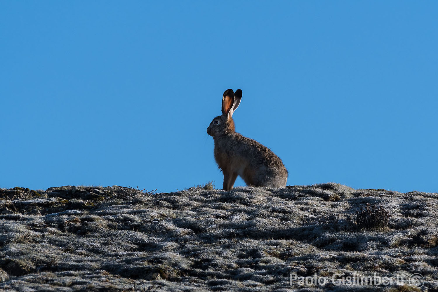 Ethiopian Highland Hare, Sanetti plateau