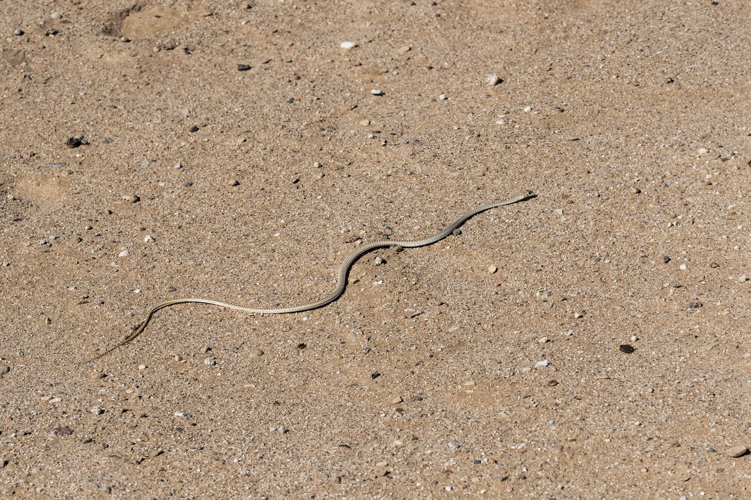 Namibian Sand Snake, Namib-Naukluft NP