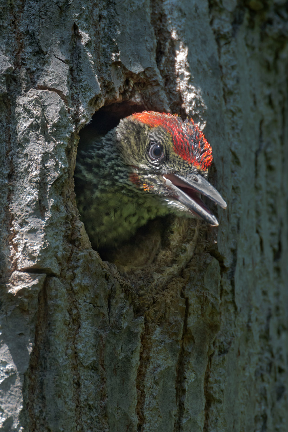Green Woodpecker juv. Polonia, Poland