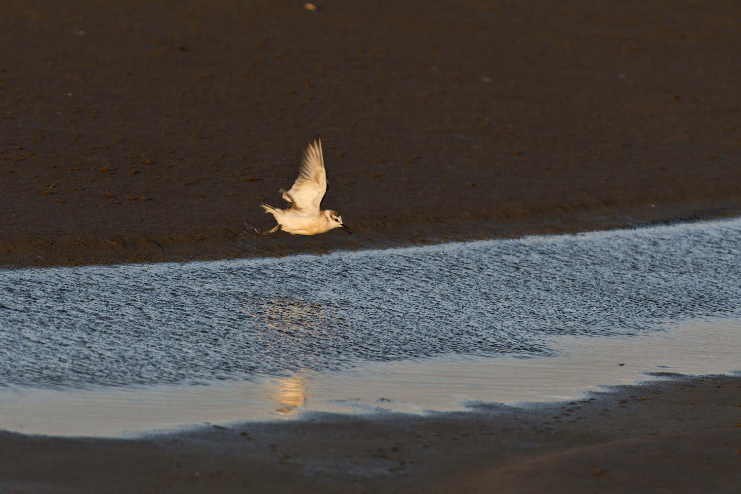White-fronted Plover, Dorob NP