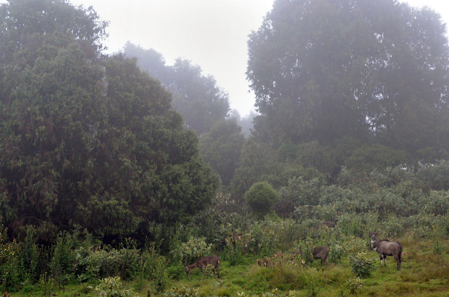 Mountain Nyalas, foresta di Dinsho, Dinsho forest