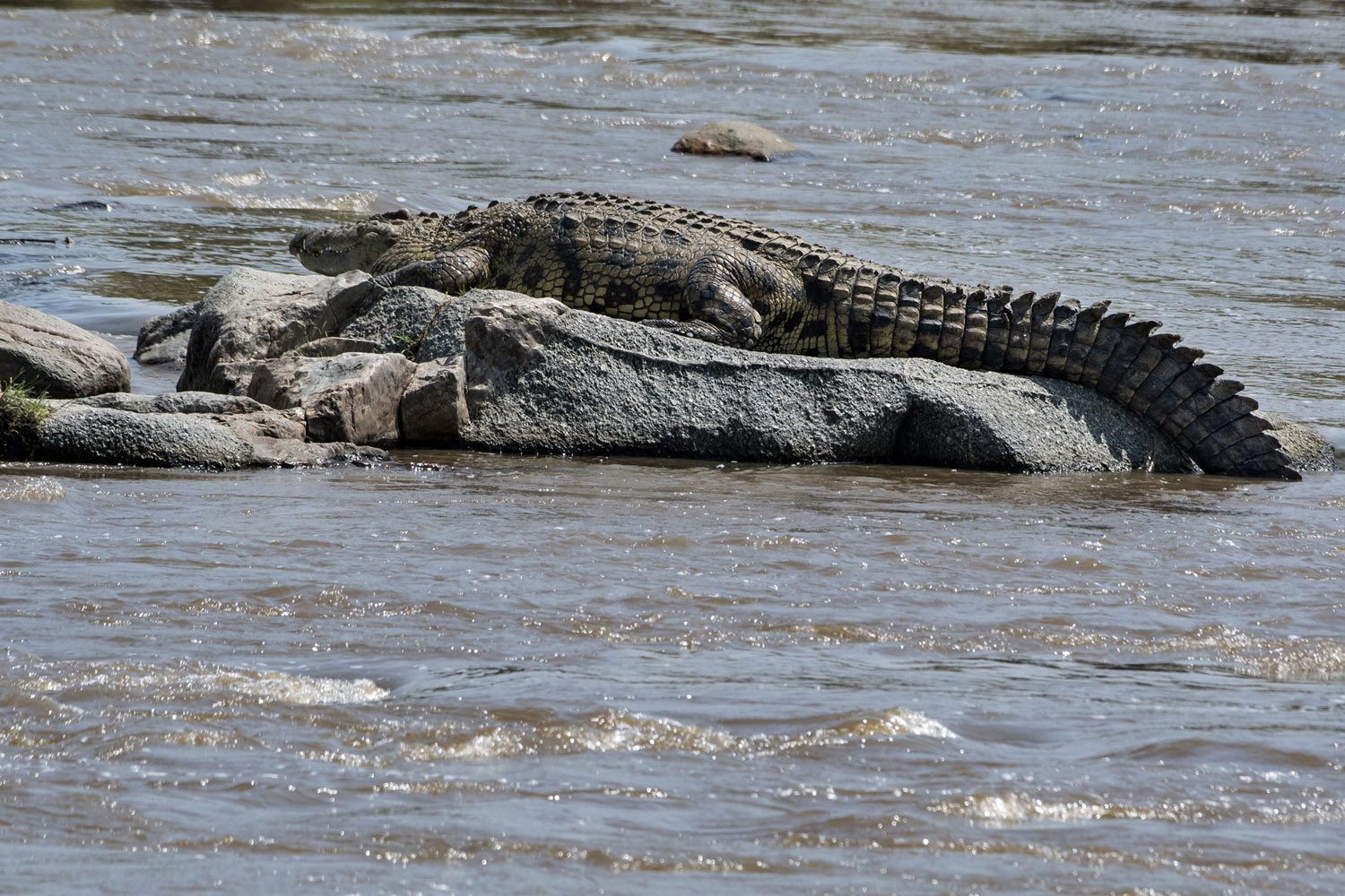 Nile Crocodile, Mara river
