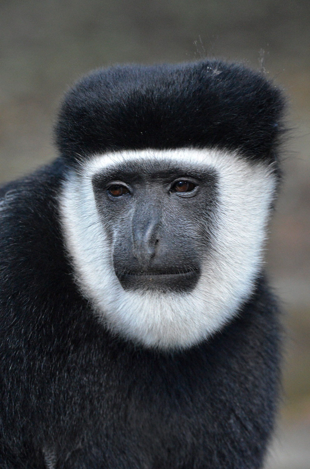 Abyssinian Black-and-white Colobus monkey, lago Awasa, lake Awasa