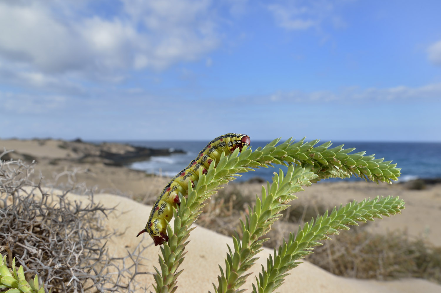 Hawkmoth caterpillar, Fuerteventura