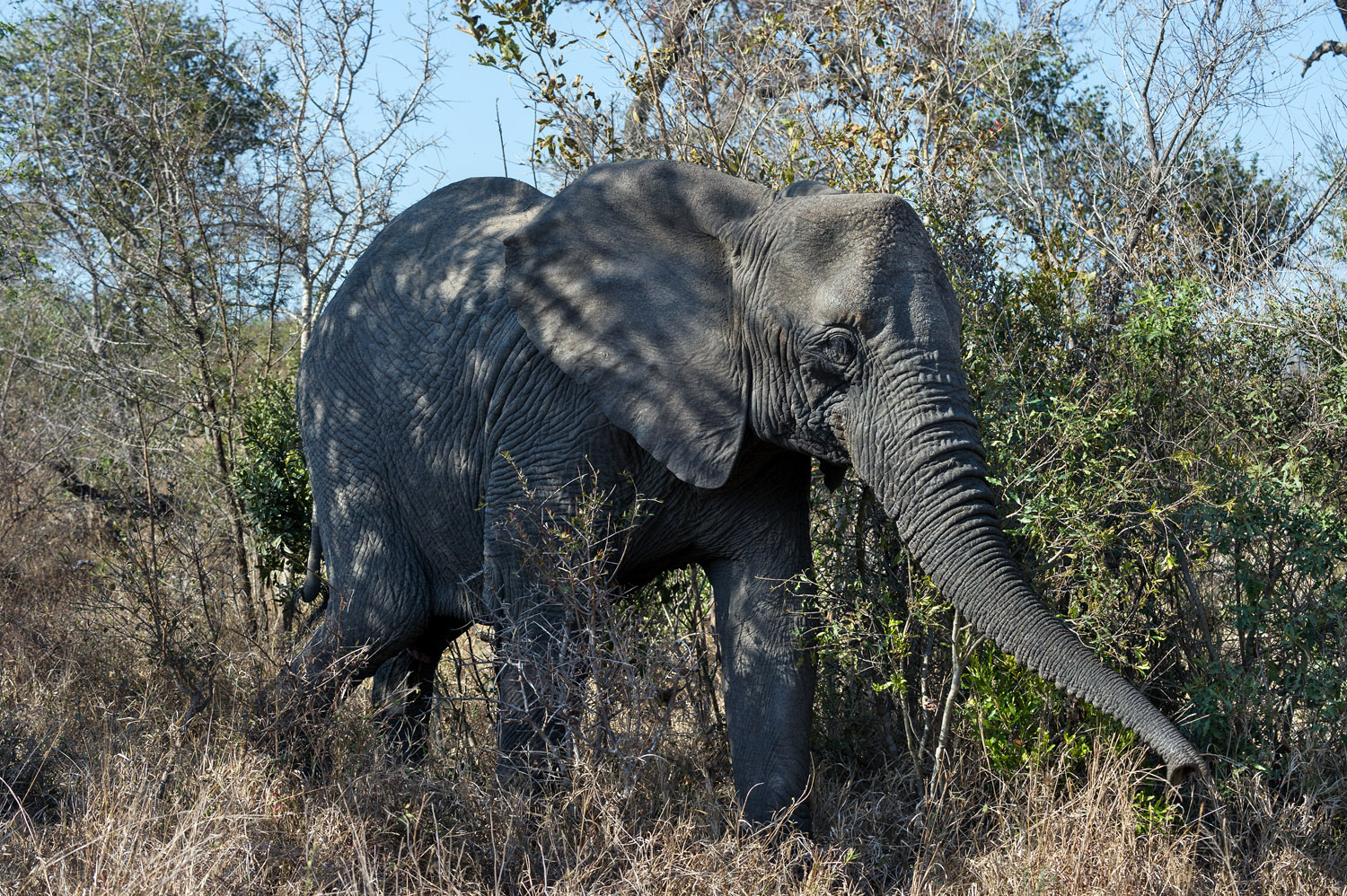 African elephant, Kruger NP