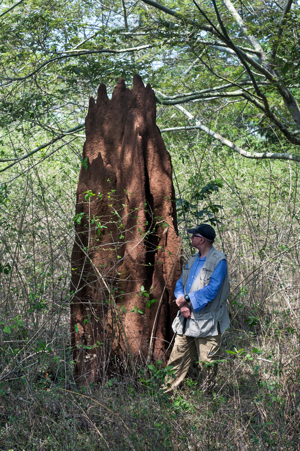 mr. Valterza and termitary, Nagarhole NP, Karnataka