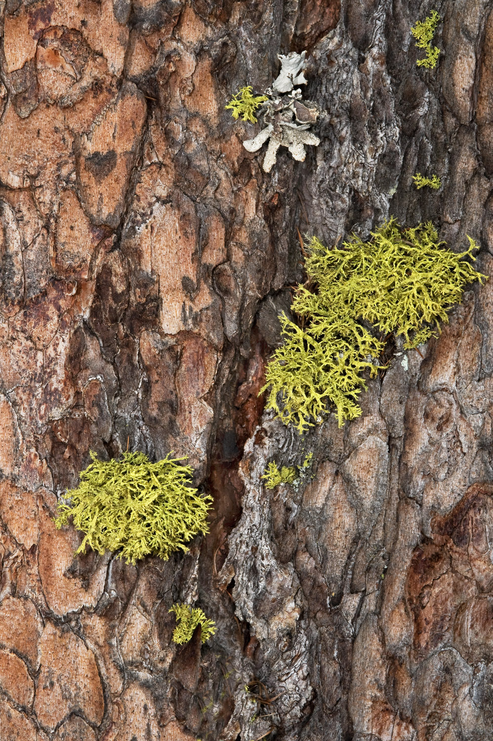 moss on a Larch's bark