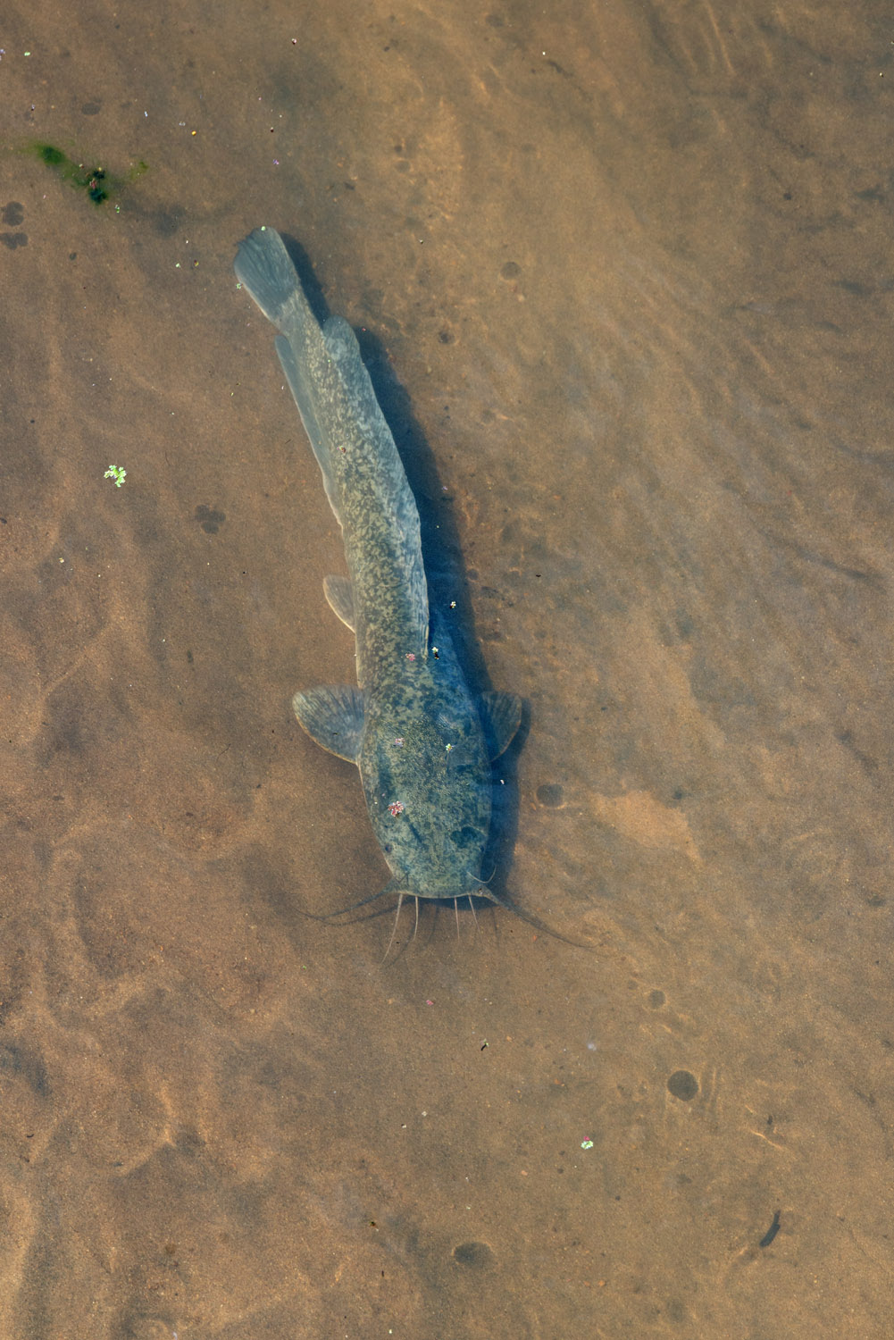 African Catfish, Kruger NP, Letaba river