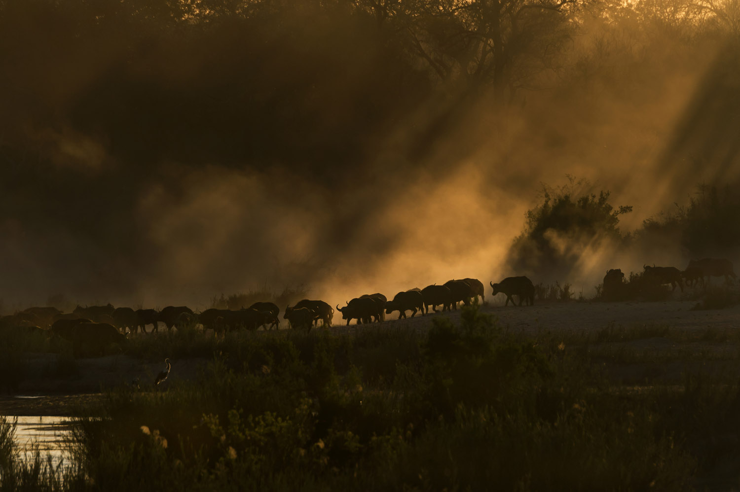 African Buffalos, Sabie river, Kruger NP