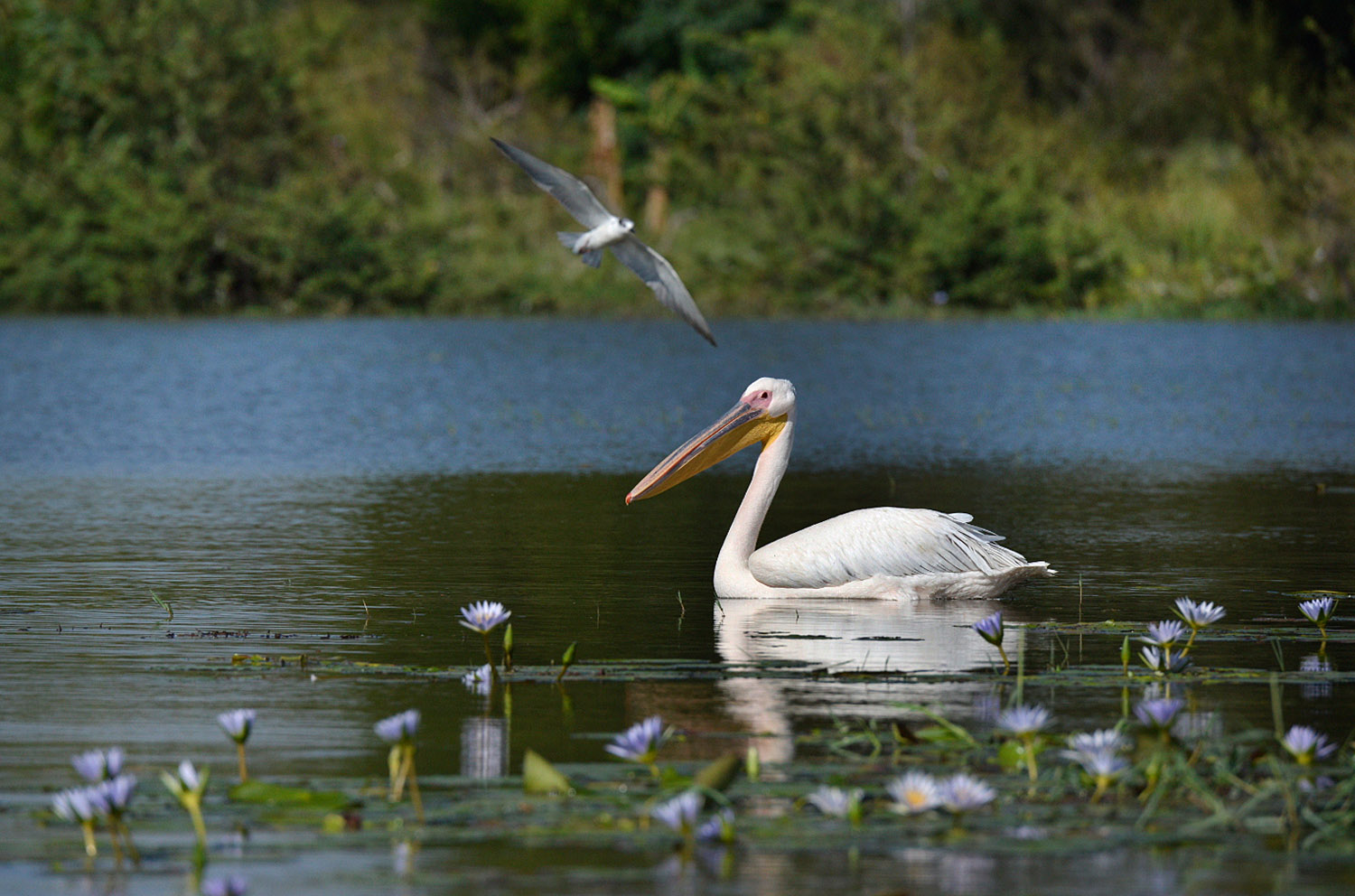 Great White Pelican, lago Zway, lake Zway