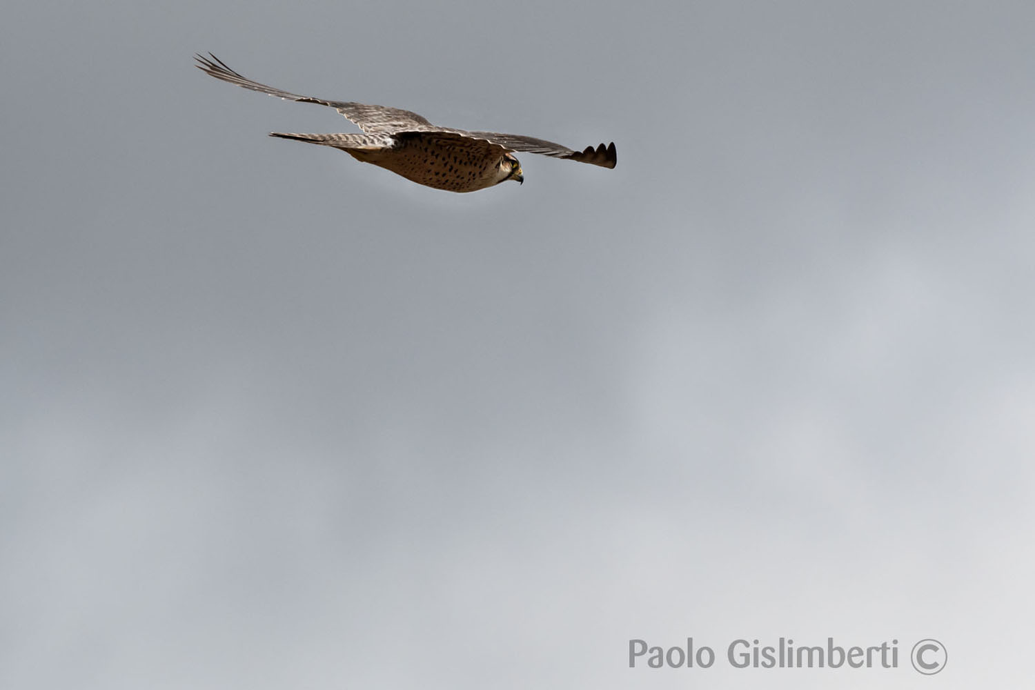 Barbary Falcon, Sanetti plateau