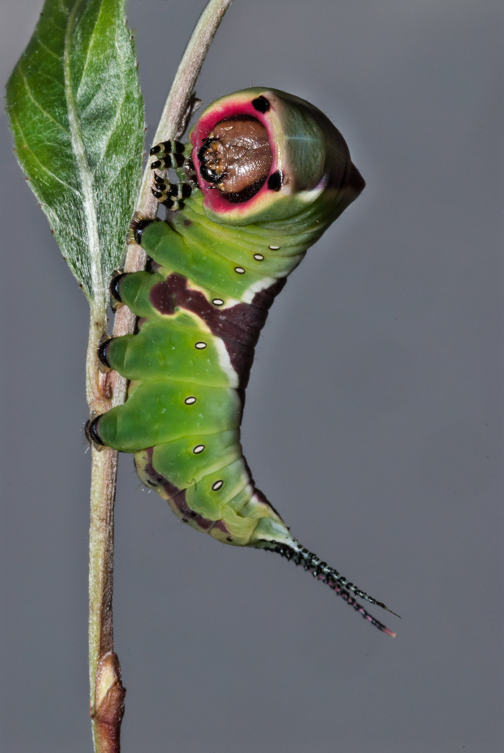 Puss Moth caterpillar after the 4th ecdysis