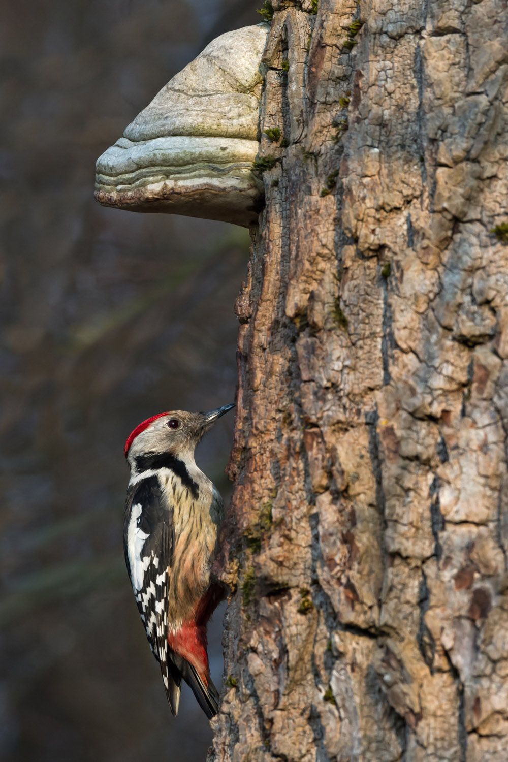 Middle Spotted Woodpecker, Polonia, Poland