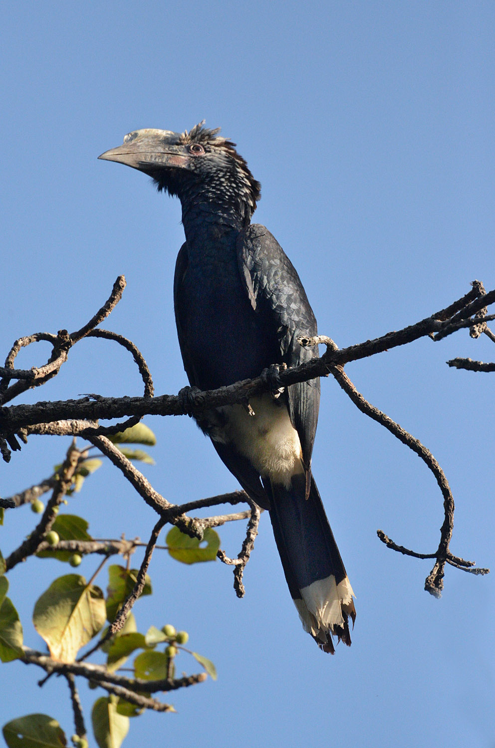 Sylvery-cheeked Hornbill, lago Awasa, lake Awasa