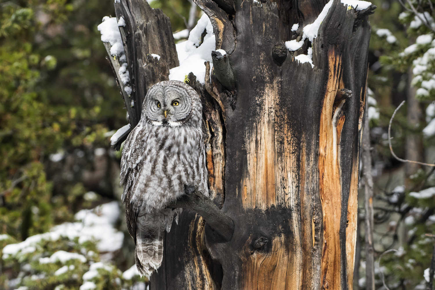 Great Grey Owl, PN di Yellowstone, Yellowstone NP