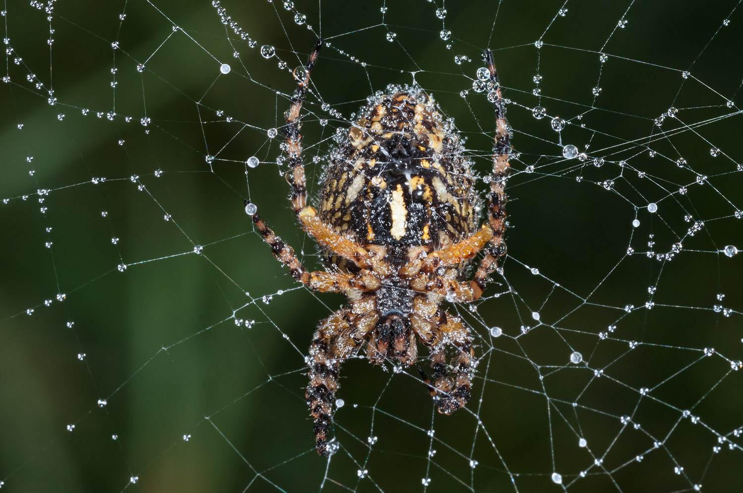 European garden spider or Diadem spider or Cross spider