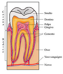 Descrizione generale Dente