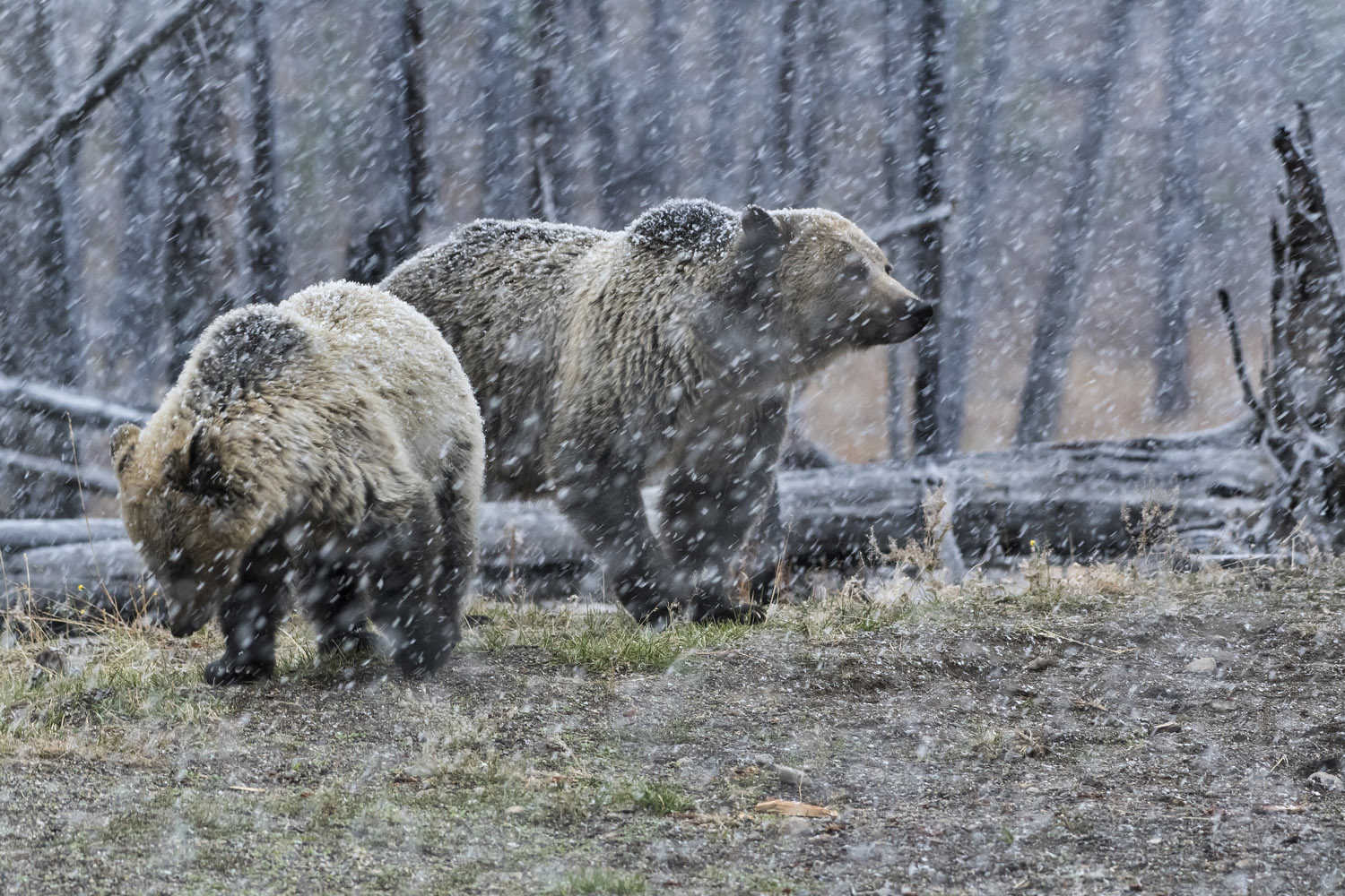 female Grizzly with cub, Yellowstone NP