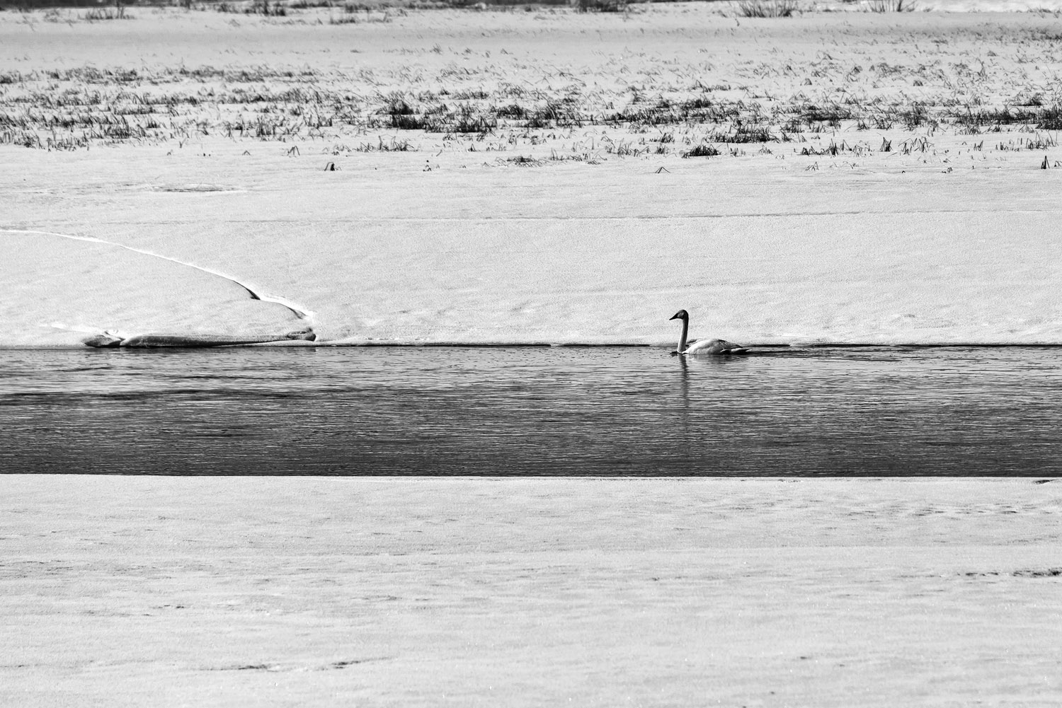 Whooper Swan in the Juntusranta lake, Finland