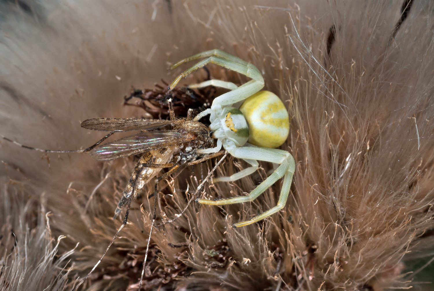 Crab-spider with its prey, Bardonecchia (To)