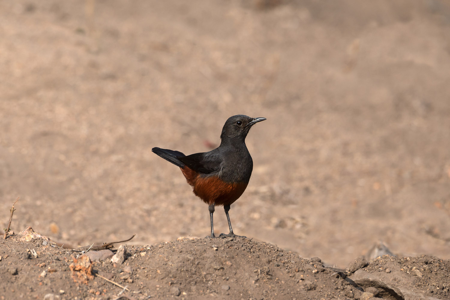 Red-winged Starling, Kruger NP