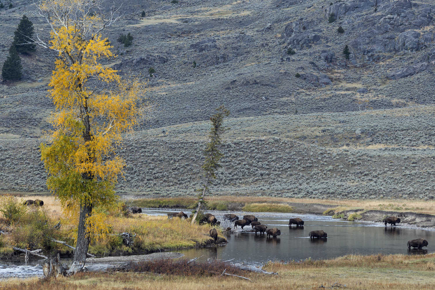 Slough creek, Lamar valley, Yellowstone NP