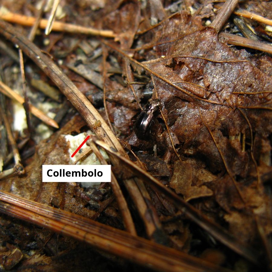 Notiophilus rufipes (Carabidae)