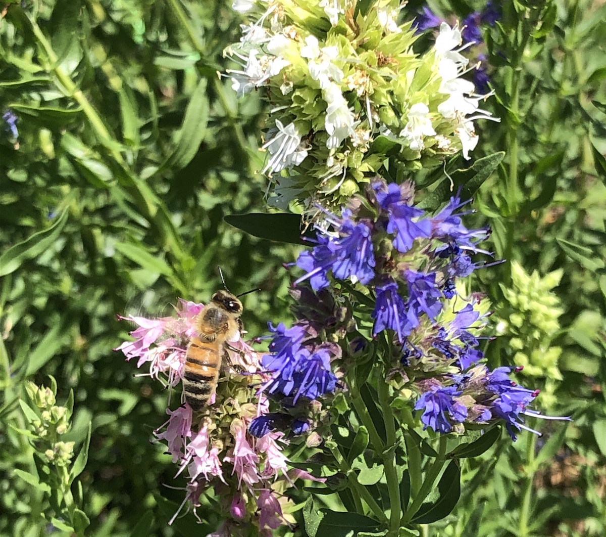 A Vigoleno un giardino botanico per le api