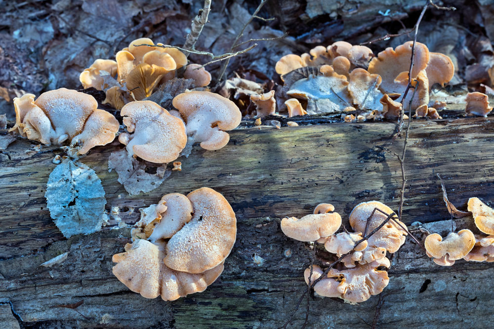 Funghi lignicoli, wooden fungi