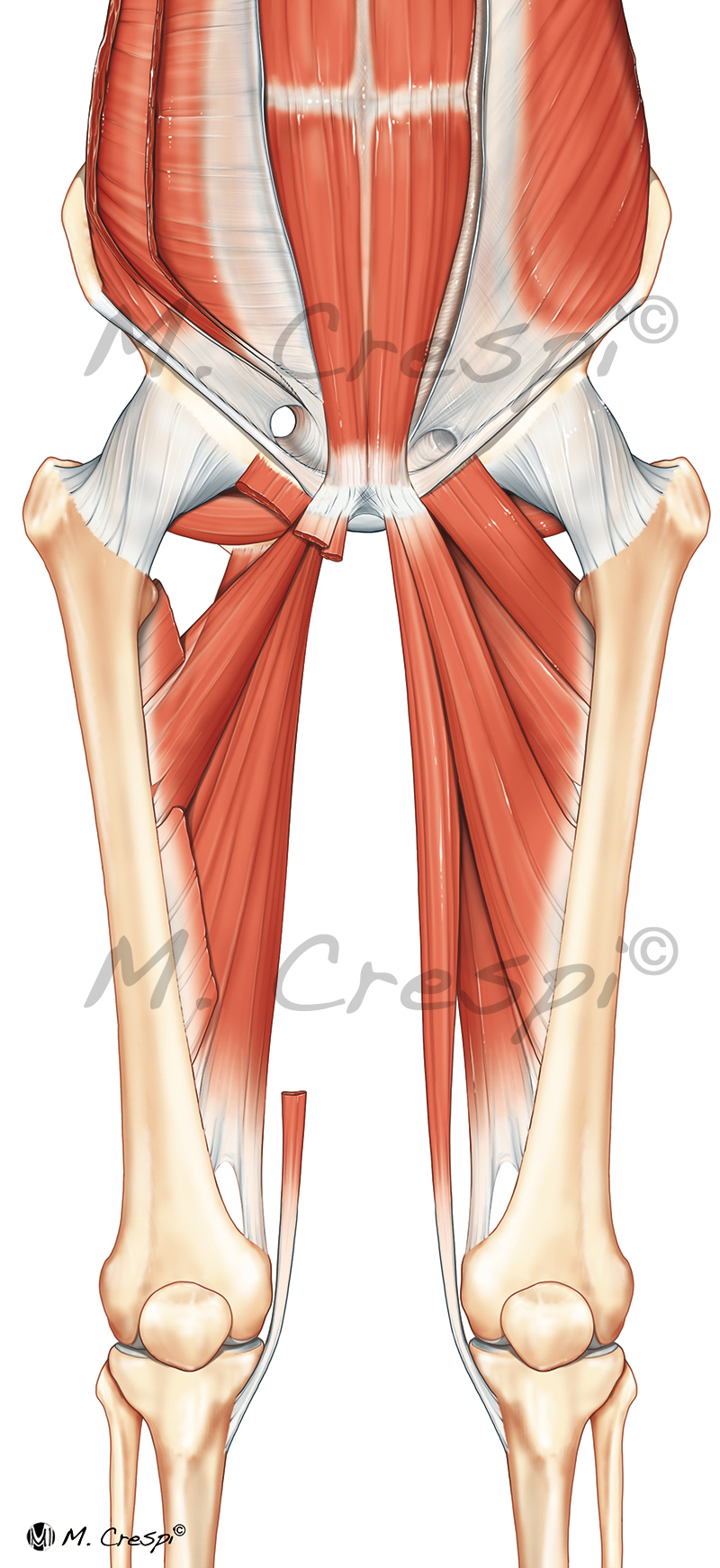 Anatomy of the muscular insertions in the pubic symphysis