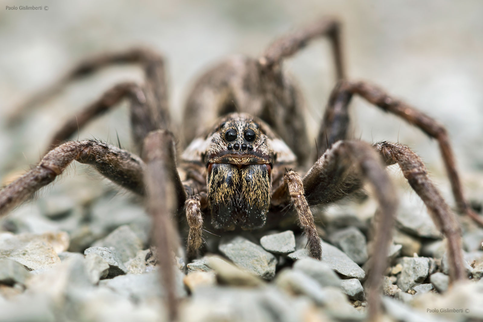 Hogna radiata, European Wolf Spider