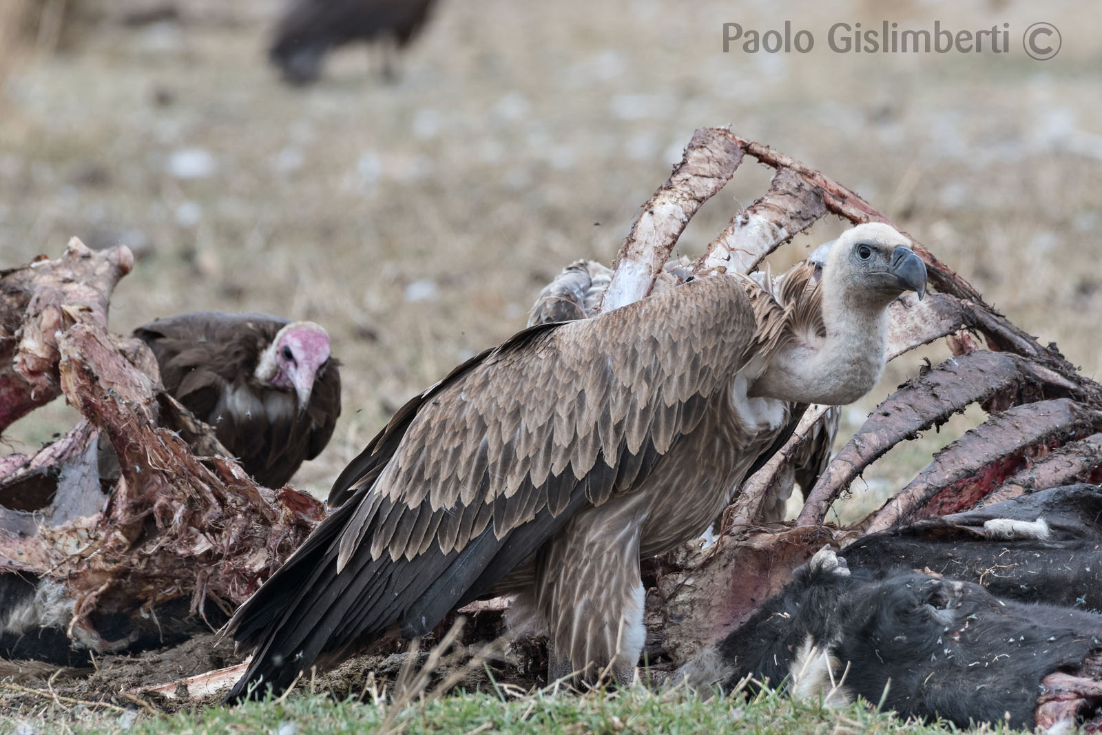Vultures on the carcass of a cow
