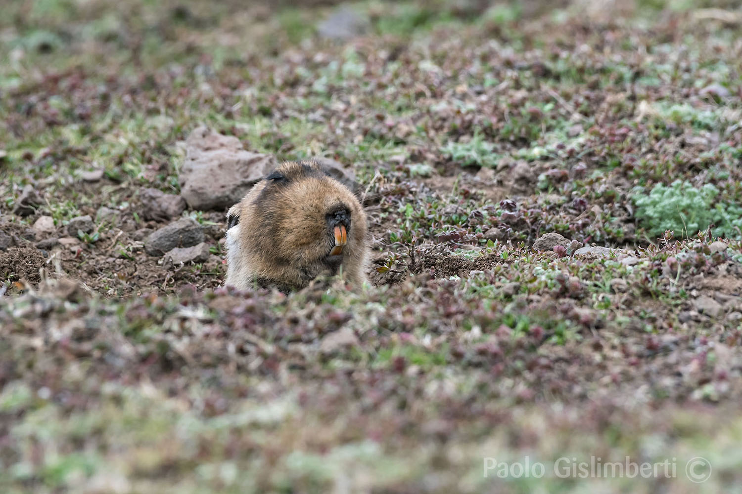 Big-headed Mole-rat, Sanetti plateau
