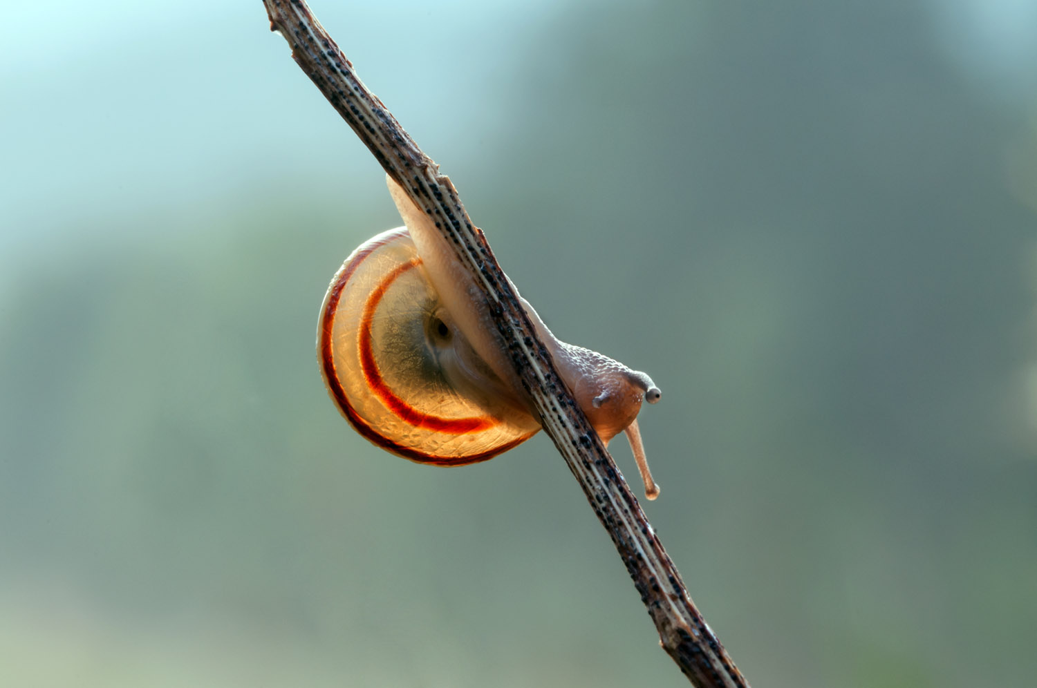 Grove Snail or Brown-lipped Snail, Oulx (To)