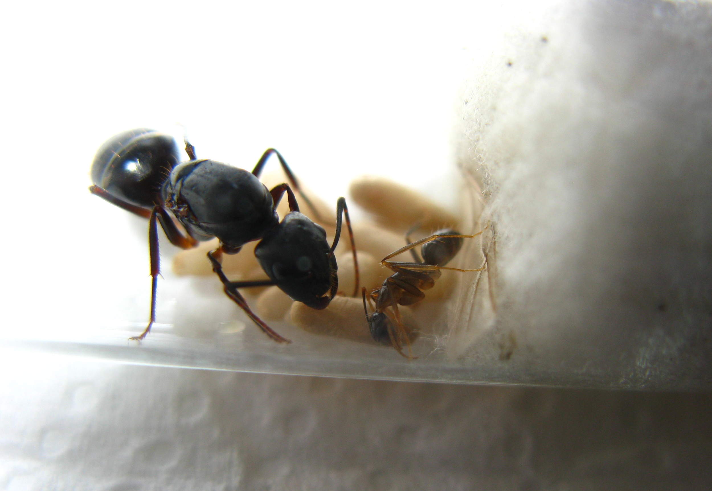 Camponotus barbaricus formiche e formicai