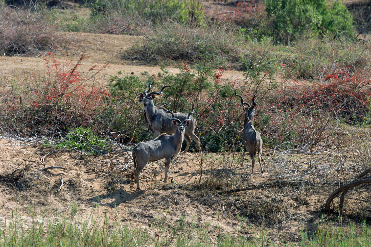Greater Kudus, PN Kruger, Kruger NP