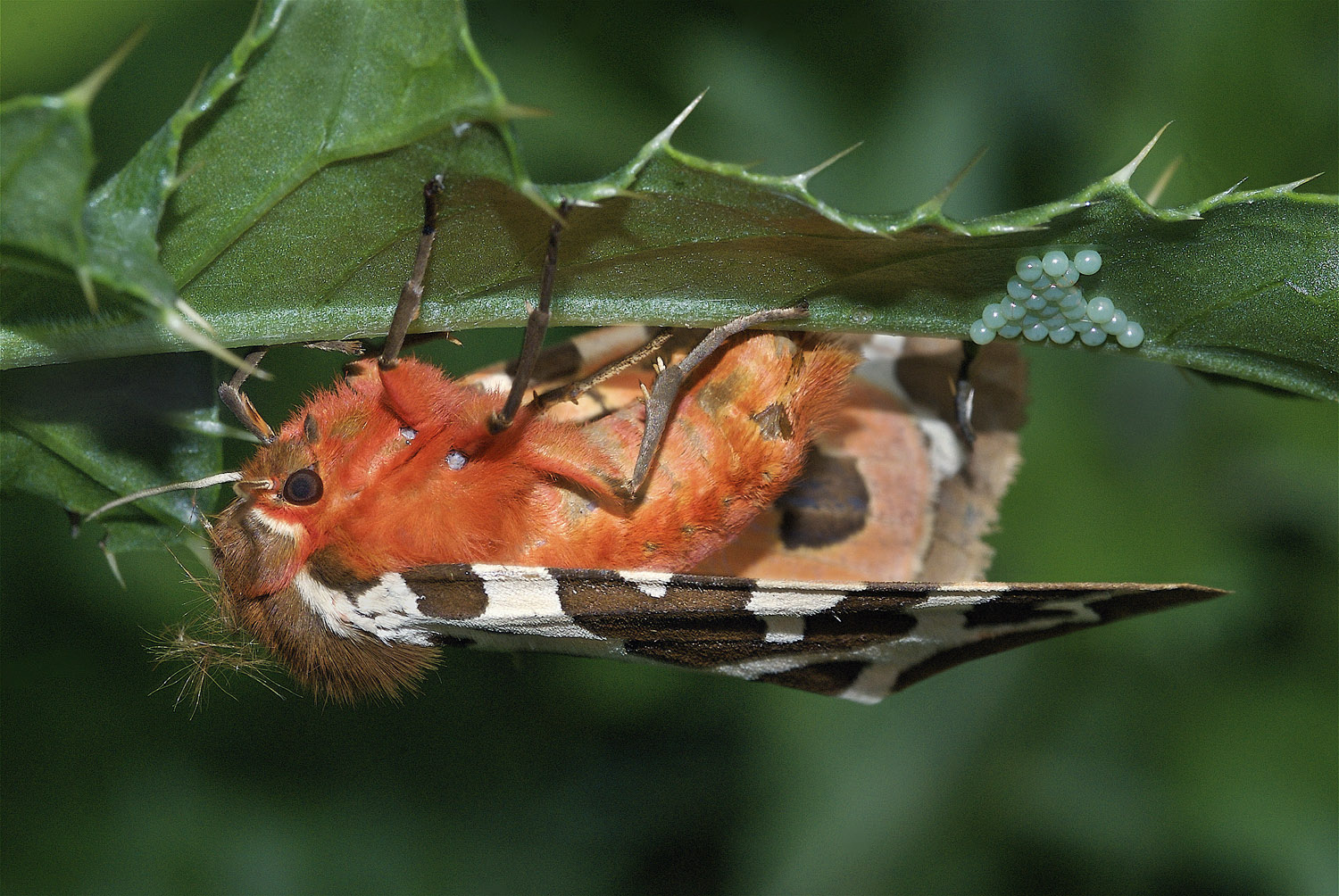 Garden Tiger Moth laying eggs