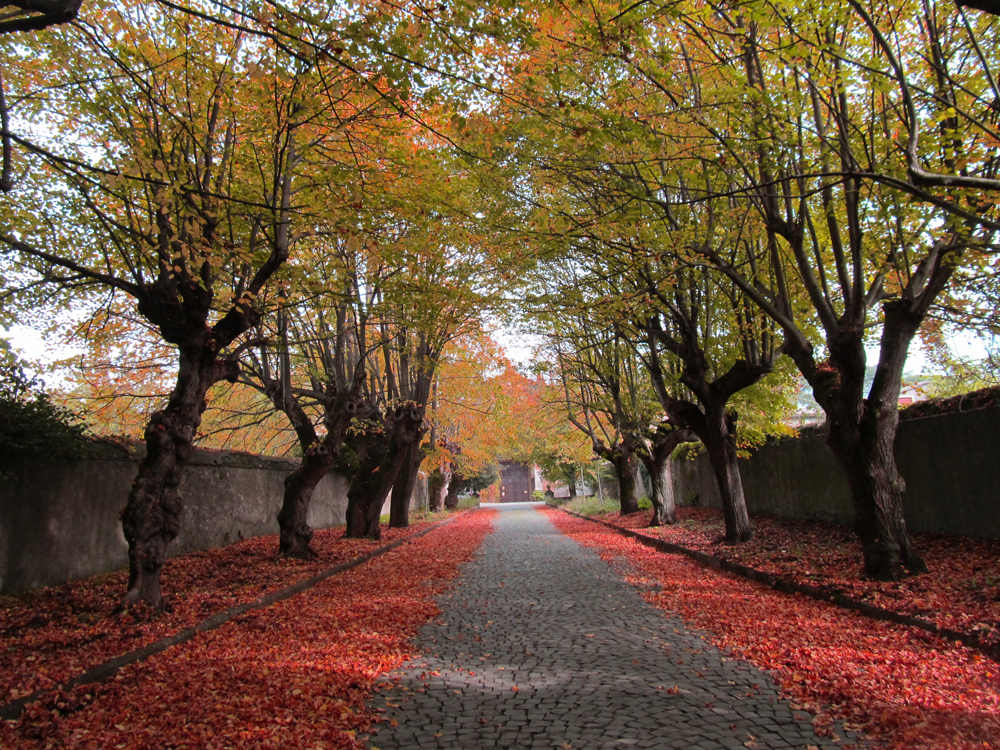 Where to Admire the Colors of Autumn in the Castelli Romani