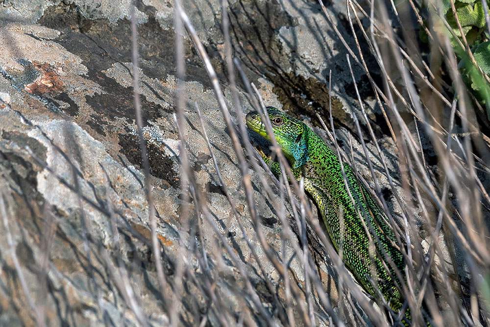 Rhodos Green Lizard