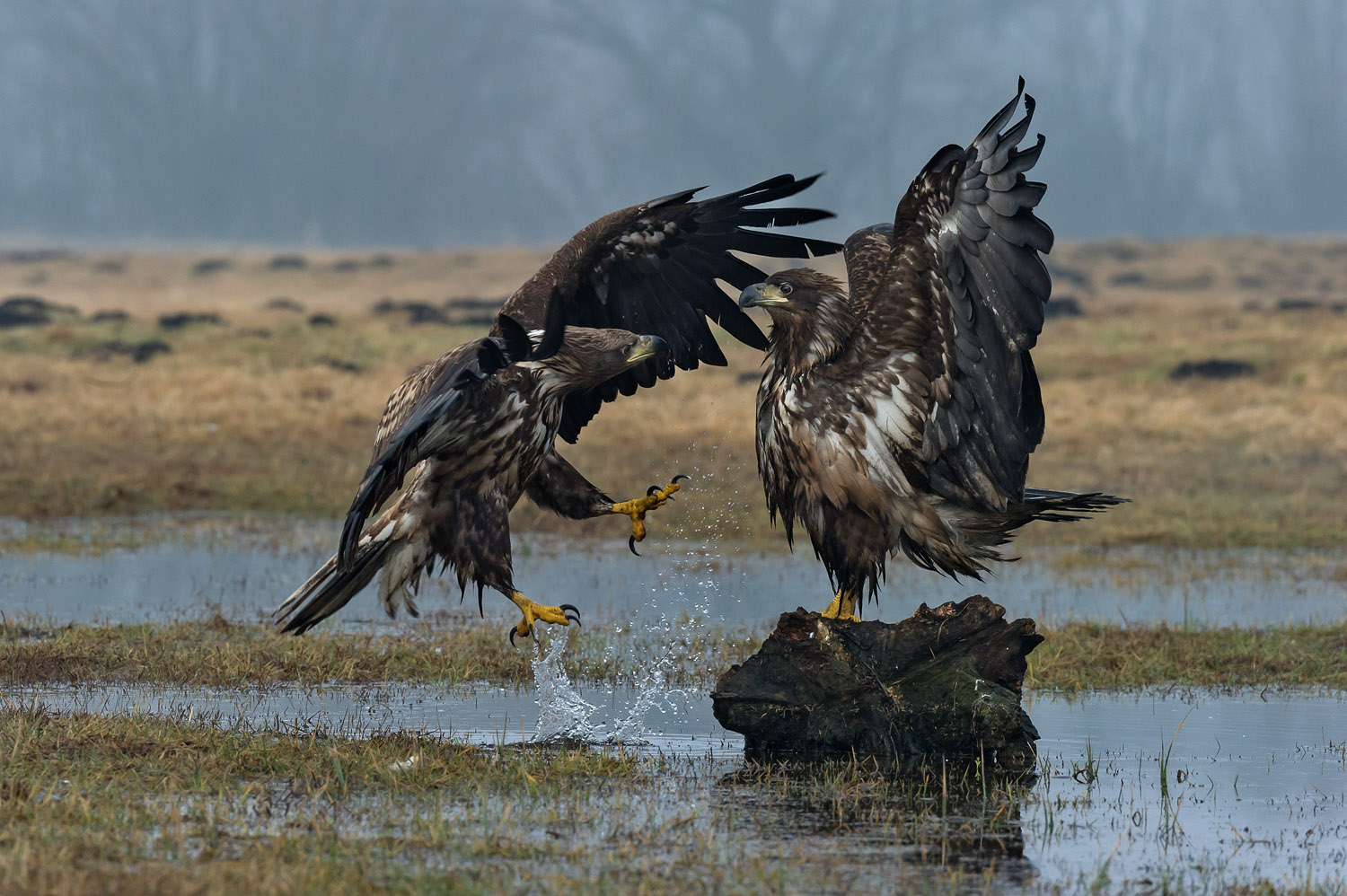 White-tailed Eagles, Polonia, Poland
