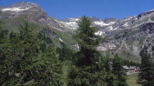 Panorama bosci con Monte Leone