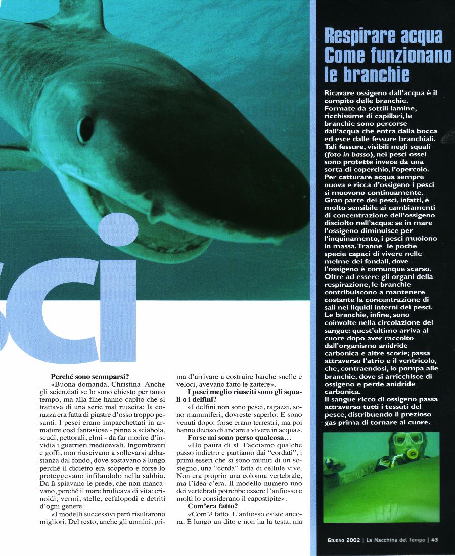Shark ita 2002